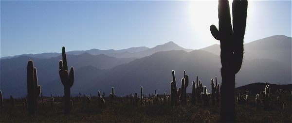 Het landschap in Parque Los Cardones